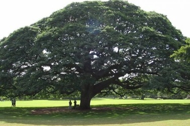 Cận cảnh cây me khổng lồ hơn trăm năm tuổi "hái" ra cả triệu USD