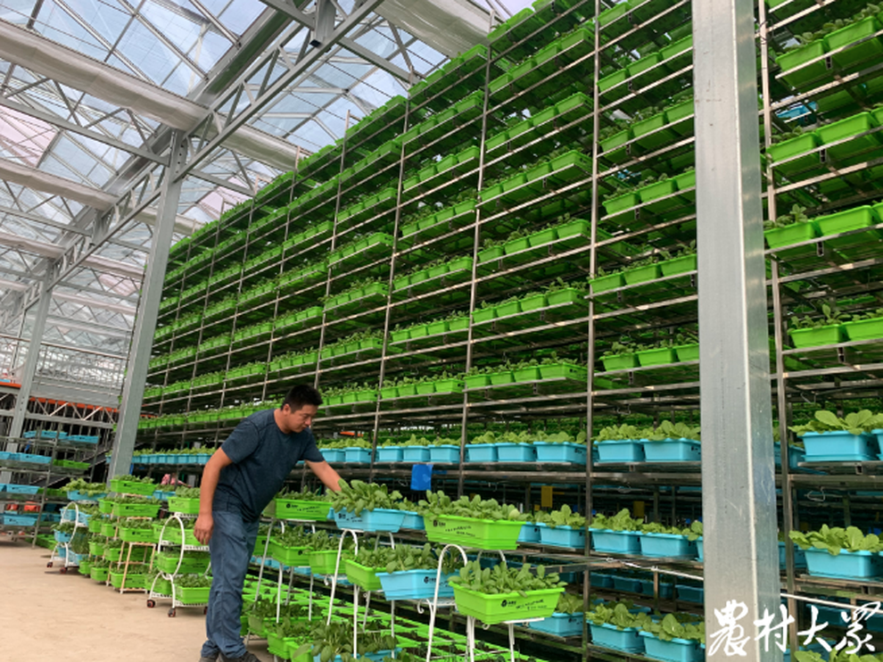 Công nghệ đặc biệt, loạt giàn rau khủng 10 tầng, thu hoạch nhiều tấn/ngày - 2 Công nghệ đặc biệt, loạt giàn rau khủng 10 tầng, thu hoạch nhiều tấn/ngày - 2