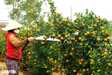 Thủ phủ quất miền Trung "chạy nước rút" đón Tết cổ truyền