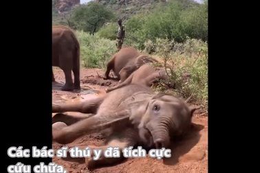 Long'uro cho thấy sự hoạt bát khi chơi đùa cùng bạn của mình