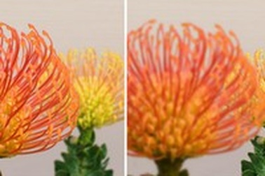 Công nghệ tạo cách mạng cho ngành nhiếp ảnh