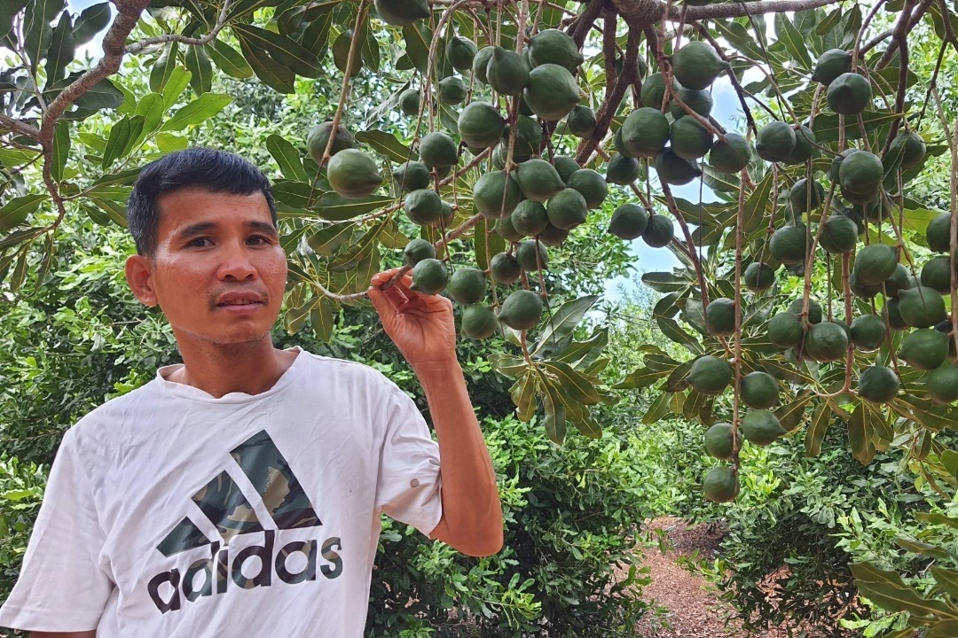 Fikir impian itu musnah, tetapi ternyata 50 tahun duduk mengumpul wang dengan pokok bilionair - 2 Tưởng vỡ mộng hóa ra 50 năm ngồi chơi thu tiền với cây tỷ phú - 2