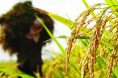 Doanh nghiệp: Xuất khẩu sang EU không phải vì tiền!?