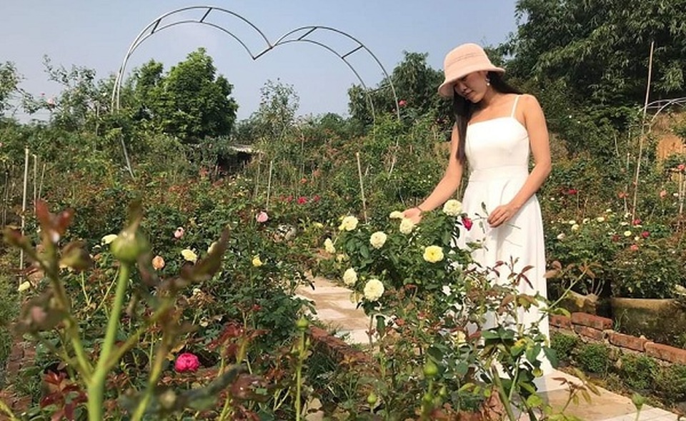 Bỏ việc ở Hà Nội, 8X Phú Thọ về quê trồng vườn hoa hồng khủng - 7 Bỏ việc ở Hà Nội, 8X Phú Thọ về quê trồng vườn hoa hồng khủng - 7