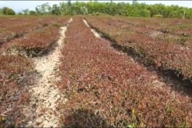 Nắng nóng như đổ lửa, hàng trăm ha chè "chết cháy" nông dân xứ Nghệ điêu đứng