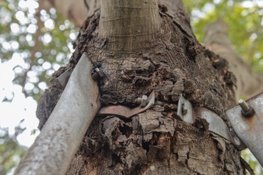 Nhiều cây xanh ở Hà Nội vẫn bị "siết cổ"