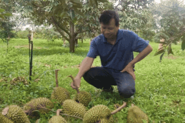 Sầu riêng rụng như trút, nông dân mất 600 triệu đồng trong một trận mưa