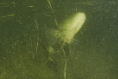 Hành vi bất thường của cá khiến các nhà khoa học đau đầu tìm lời giải thích