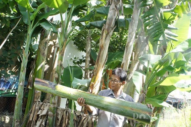 Sáng kiến độc đáo: Đưa bẹ cây chuối hột xuất ngoại