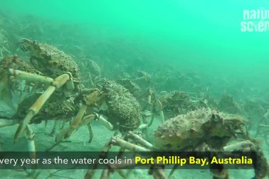 Hàng nghìn con cua nhện khổng lồ tập trung tại cảng Úc