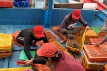 Người nuôi tôm hùm “nhấp nhổm” theo giá thị trường Tết