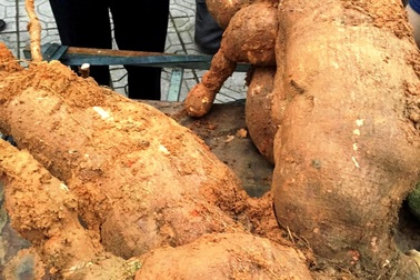 Đào được củ sắn “khủng”, đem triển lãm nhân ngày… Quốc tế phụ nữ