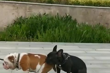 Hài hước khoảnh khắc chú chó... bỏ bạn khi thấy nguy hiểm cận kề