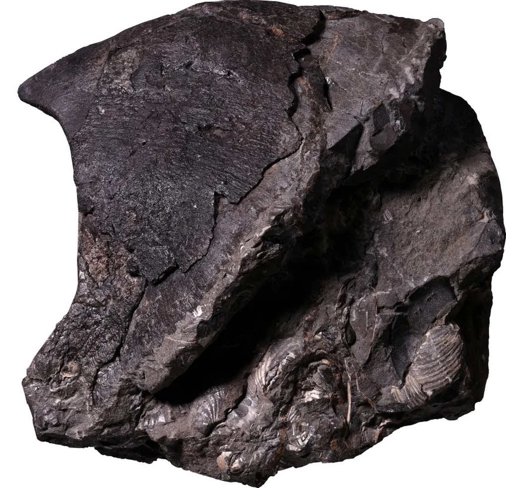 Khám phá kẻ săn mồi dài 19m dưới biển, vượt qua khủng long và cá mập - 1