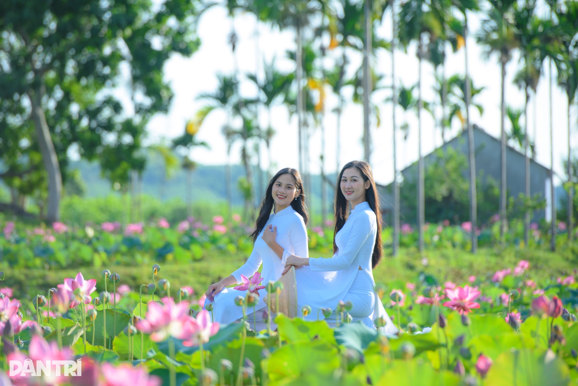 Cánh đồng sen bạt ngàn, đẹp hút hồn ở Quảng Nam - 7 Cánh đồng sen bạt ngàn, đẹp hút hồn ở Quảng Nam - 7