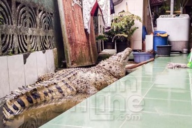 Kỳ lạ gia đình nuôi cá sấu trong nhà