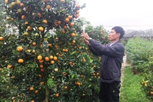 Thanh Hoá: Người trồng hoa Tết “nín thở” vì thời tiết thất thường