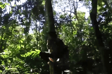 Theo chân người dân vùng cao vào rừng leo cây 20m săn "lộc trời"