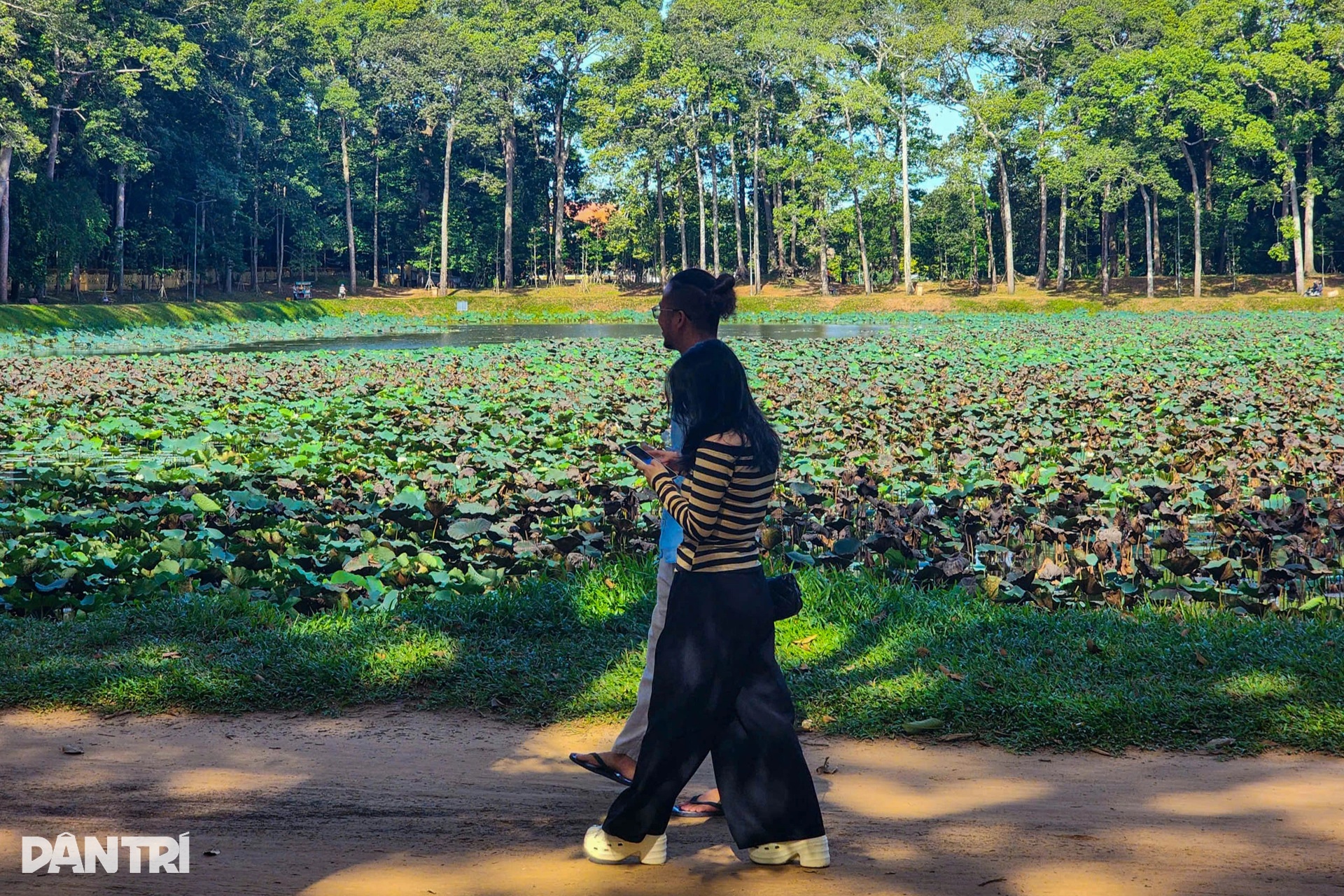 Ngắm Ao Bà Om với hàng trăm cây cổ thụ có bộ rễ hình thù độc lạ - 7