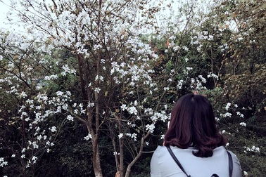 Ngẩn ngơ ngắm hoa ban nở trắng trời Điện Biên