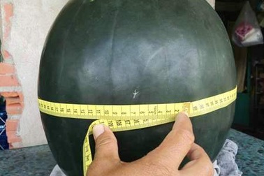 Quả dưa hấu “khủng” nặng trên 17kg