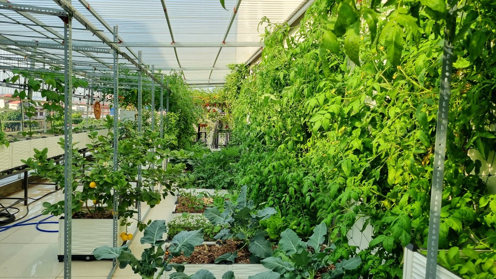 Dược sĩ chuyển 6 tấn đất lên sân thượng, trồng cà chua khủng - 1