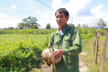Nông dân khóc ròng vì chục ký bí đỏ không mua nổi tô bún