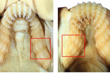 Phát hiện mới: Tìm thấy loài cá mập có răng giống người