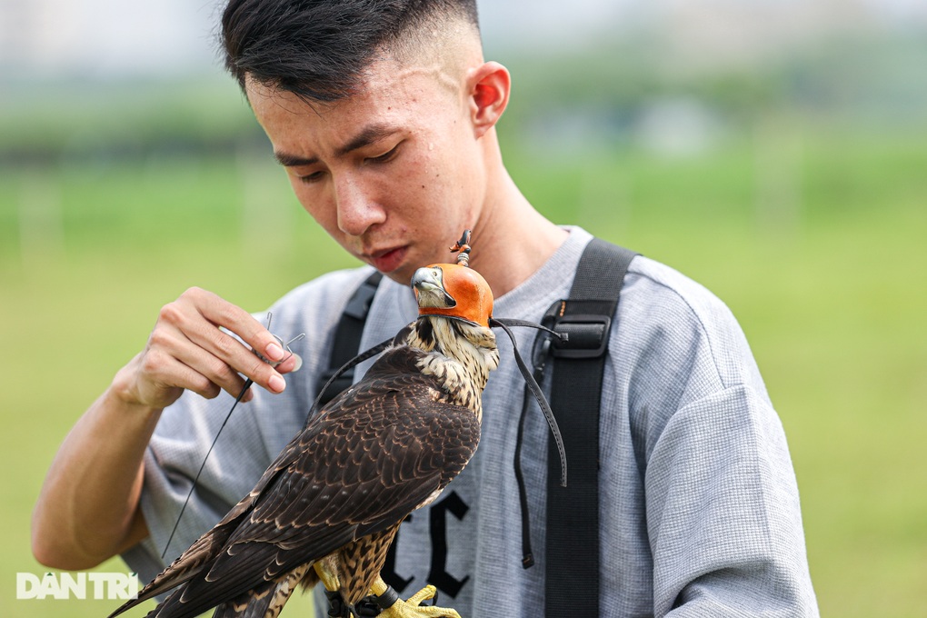 Dân chơi ở Hà Nội chi chục triệu đồng nuôi loài chim trinh sát trên không - 4 Dân chơi ở Hà Nội chi chục triệu đồng nuôi loài chim trinh sát trên không - 4