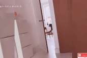 Clip chó siêu khôn kê ghế để ăn vụng thu hút hơn 3,3 triệu lượt xem
