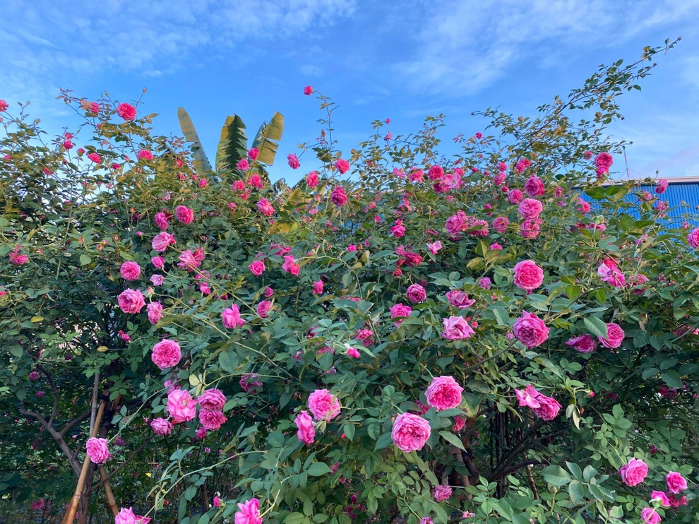 9X Đắk Lắk đánh liều bán ô tô, vay tiền thuê đất, làm vườn hồng 10.000 gốc - 7