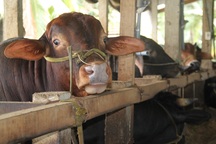 Cả làng thoát nghèo nhờ nuôi bò lai vỗ béo