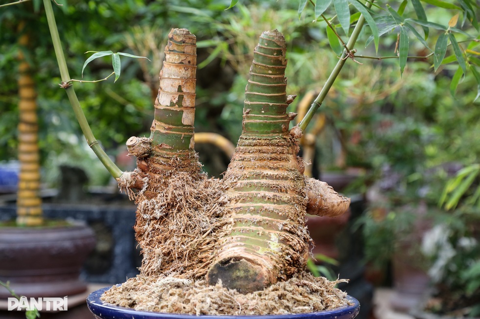 Gặp chủ nhân chậu tre bonsai đặt trong tiệc trà Tổng Bí thư - 6