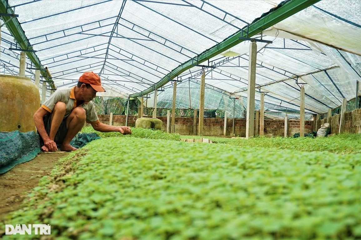Lão nông mang rau dại về trồng, bất ngờ thu nhập cao - 10 Lão nông mang rau dại về trồng, bất ngờ thu nhập cao - 10