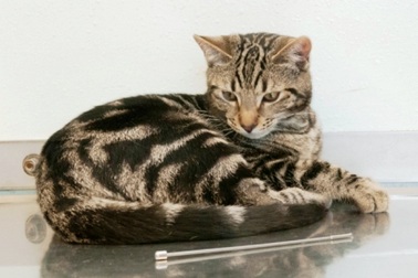 Mèo nuốt đoạn ăng-ten TV dài hơn 15cm vào bụng