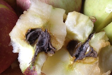 Rau quả Trung Quốc: Bí hiểm “chất lạ”