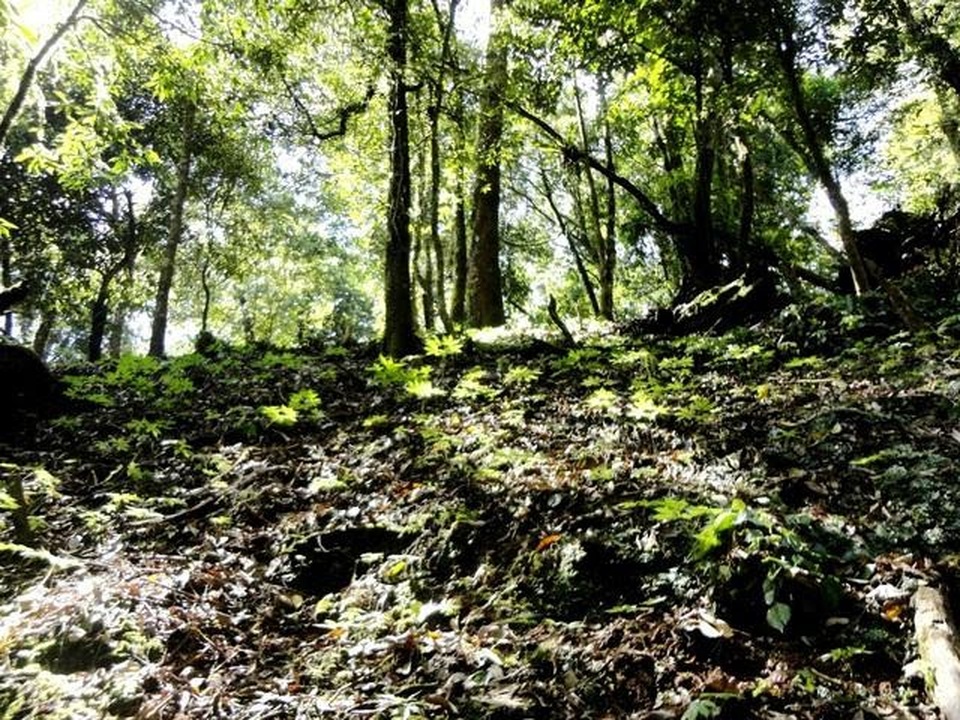 Sâm Nghị Gia Tiên dược núi Ngọc Linh - Báu vật đại ngàn - 1 Sâm Nghị Gia Tiên dược núi Ngọc Linh - Báu vật đại ngàn - 1