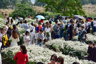 Nhọc nhằn chụp ảnh cùng cúc hoạ mi đầu mùa