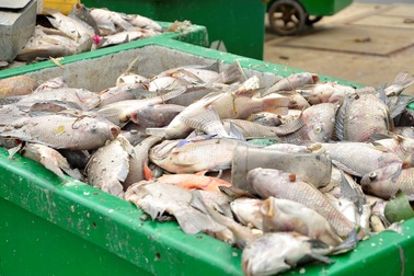 Cá chết trắng kênh, chất mấy thùng không hết