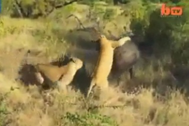 Trâu rừng đơn độc đánh bại 2 “chúa sơn lâm”