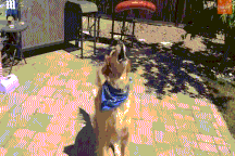 Chú chó vụng về nhất thế giới, chưa bao giờ bắt nổi đồ ăn