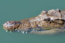 Thoát chết thần kỳ khỏi hàm cá sấu