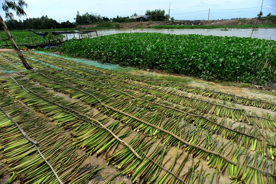 Long An: Kiếm thêm bạc triệu nhờ cắt lục bình - 9 Long An: Kiếm thêm bạc triệu nhờ cắt lục bình - 9