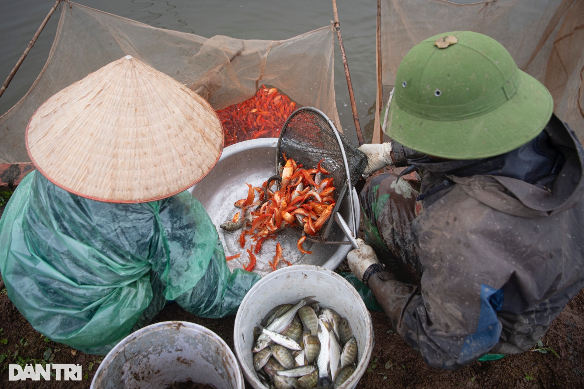 Lội bùn giăng lưới thu hoạch cá chép đỏ trước ngày ông Táo lên chầu trời - 7 Lội bùn giăng lưới thu hoạch cá chép đỏ trước ngày ông Táo lên chầu trời - 7
