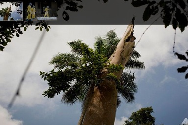 Tìm ra cái cây “thủy tổ” của đại dịch Ebola