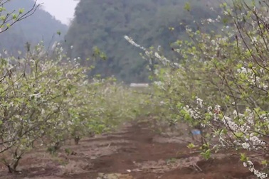 Rủ nhau "săn" hoa mận Mộc Châu