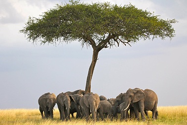 Nếu chán xa hoa hãy đến quê hương của Obama