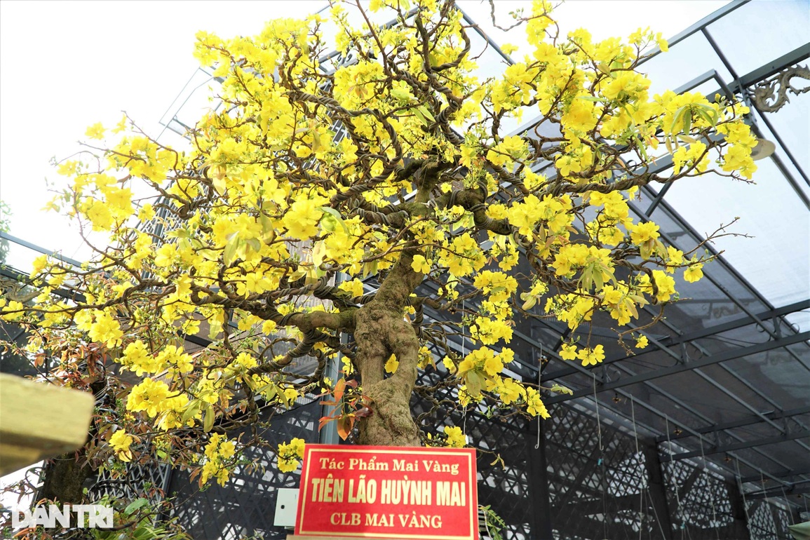 Mục sở thị lão mai dáng xuyên tâm, bông chi chít lập kỷ lục Việt Nam - 2 Mục sở thị lão mai dáng xuyên tâm, bông chi chít lập kỷ lục Việt Nam - 2