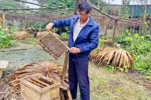 Nuôi loài "chăm chỉ", trưởng thôn ở miền núi thu gần nửa tỷ đồng/năm