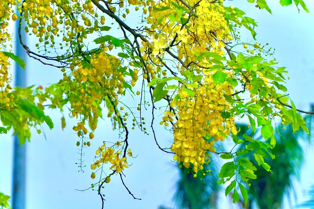 Mãn nhãn với muồng hoàng yến nở vàng rực rỡ trên phố phường xứ Thanh - 3 Mãn nhãn với muồng hoàng yến nở vàng rực rỡ trên phố phường xứ Thanh - 3